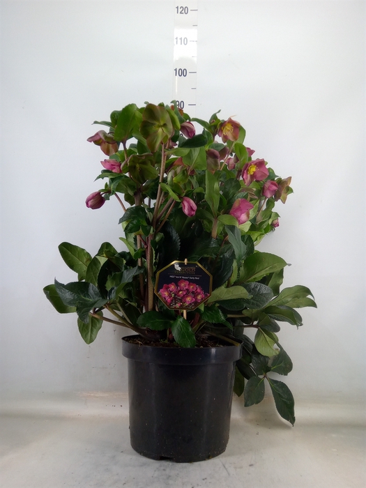 <h4>Helleborus  'Ice N Roses Red'</h4>