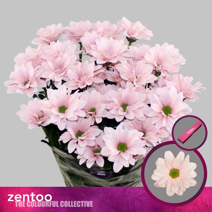 <h4>CHRYSANTHEMUM TR 'BABE'</h4>