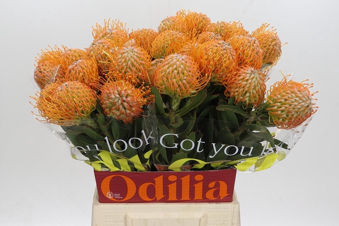 <h4>Nutans Soleil</h4>