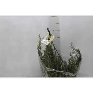 ALECRIM C21 PENDENTE