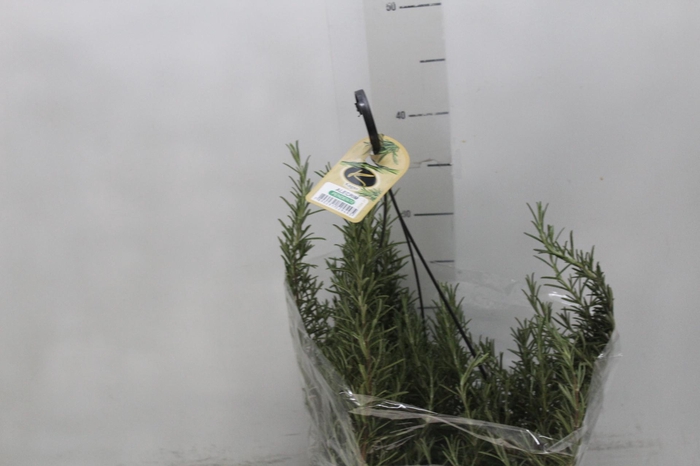 <h4>ALECRIM C21 PENDENTE</h4>