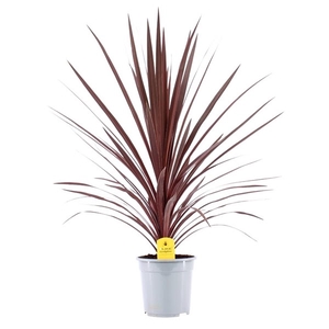 Cordyline Australis Red Star - 21cm