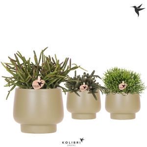Kolibri Greens Rhipsalis mix in Scandic pot green