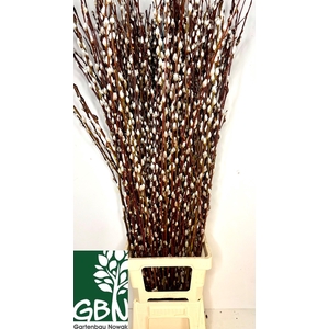 SALIX WILGENKATJES
