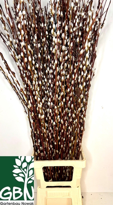 <h4>SALIX WILGENKATJES</h4>