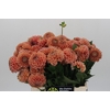 Dahlia Cornel Bronze