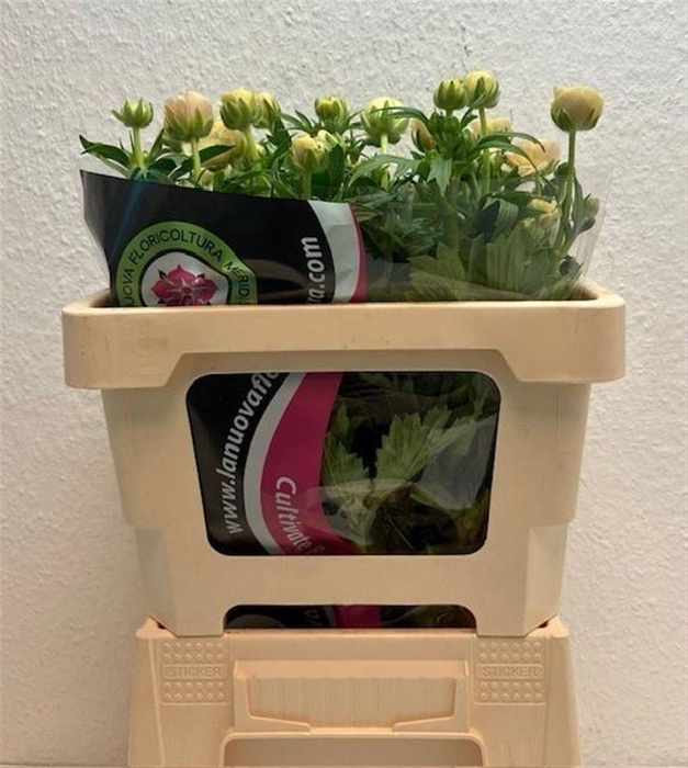 <h4>Ran Moderna Miele</h4>