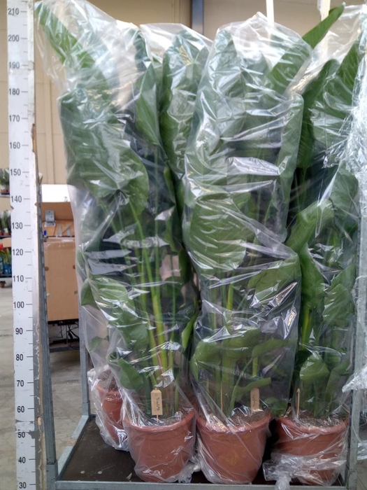 <h4>Strelitzia nicolai</h4>