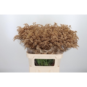 Solidago Kl Bh Antiek Goud