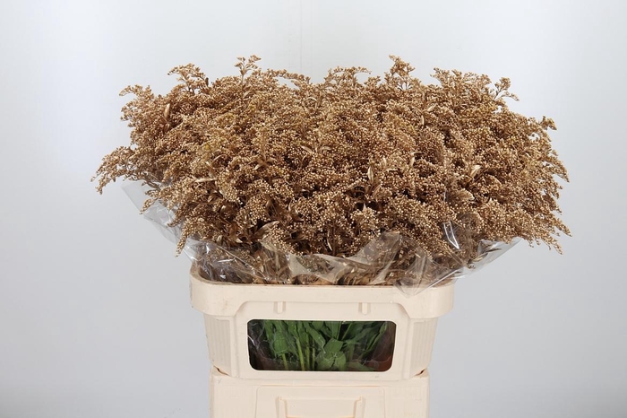 <h4>Solidago Kl Bh Antiek Goud</h4>