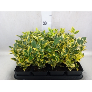 Euonymus japon. 'Ovatus Aureus'