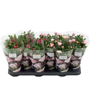 Rosa Victory Mix