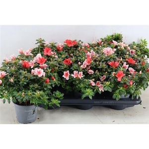 Rhodo Gem