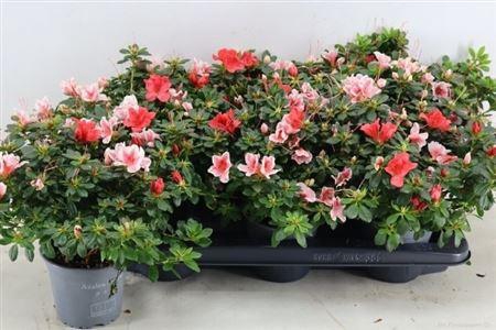 <h4>Rhodo Gem</h4>