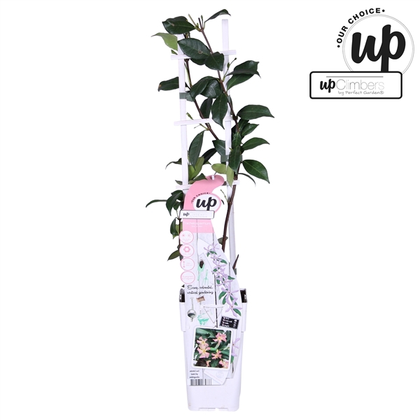 <h4>Trachelospermum Star of Ibiza P15</h4>