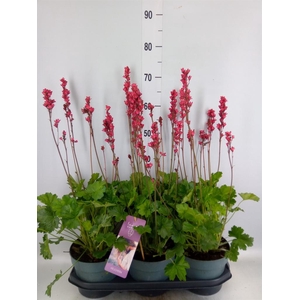 Heuchera   ...
