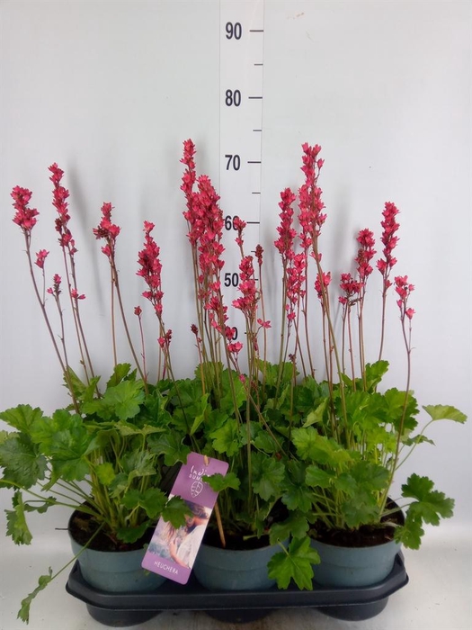 <h4>Heuchera   ...</h4>