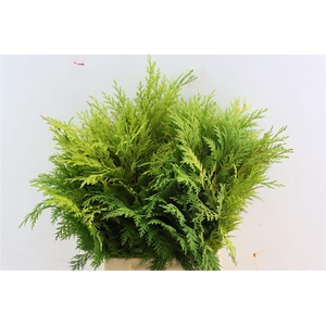 Chama Law Wisselii Xl