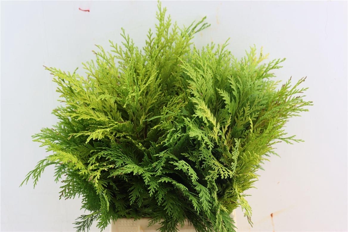 Chama Law Wisselii Xl