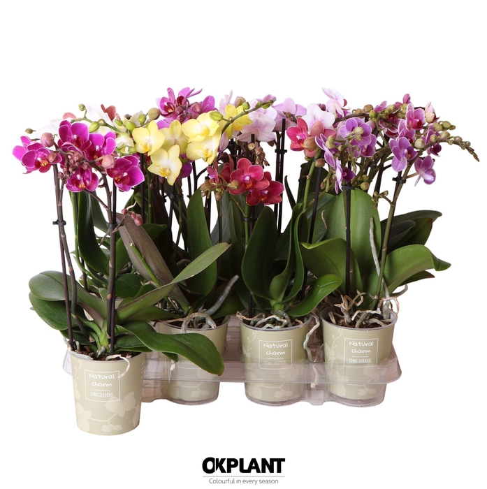 <h4>Phalaenopsis Natural Charm mix 2 spike</h4>