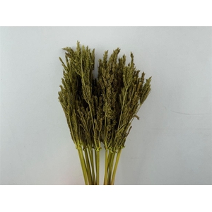 Dried Umbr. Sedge Sm. Leaf Green Bunch