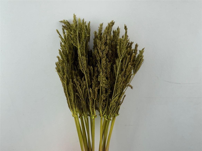 <h4>Dried Umbr. Sedge Sm. Leaf Green Bunch</h4>