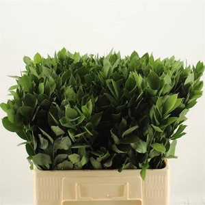 Ruscus Grof 60 cm