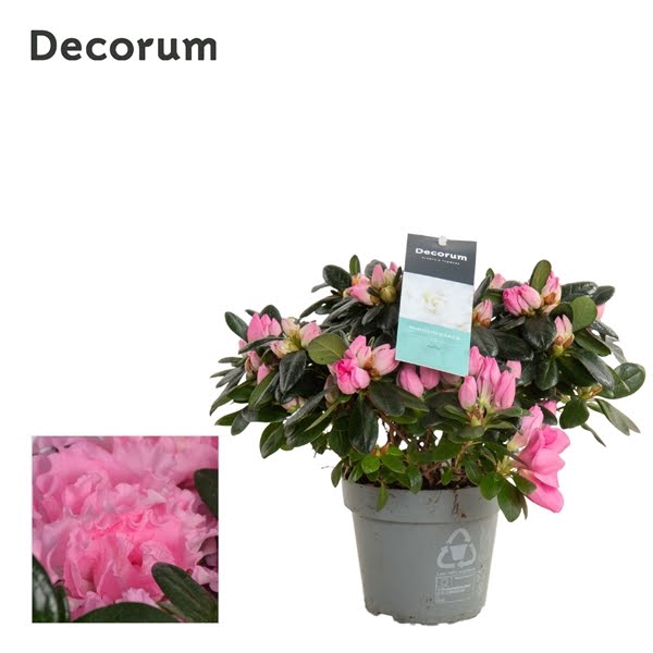 <h4>Azalea 14 cm Roze - Decorum</h4>