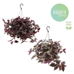 Tradescantia Mix hangpot