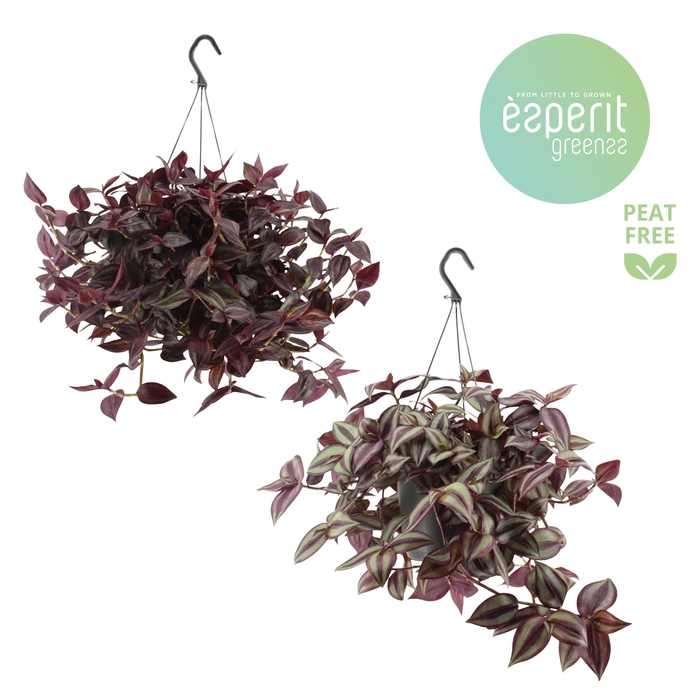 <h4>Tradescantia Mix hangpot</h4>