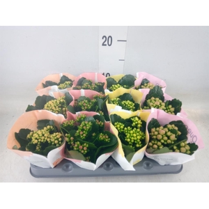 Kalanchoe blos.   ..rosebud mix  4