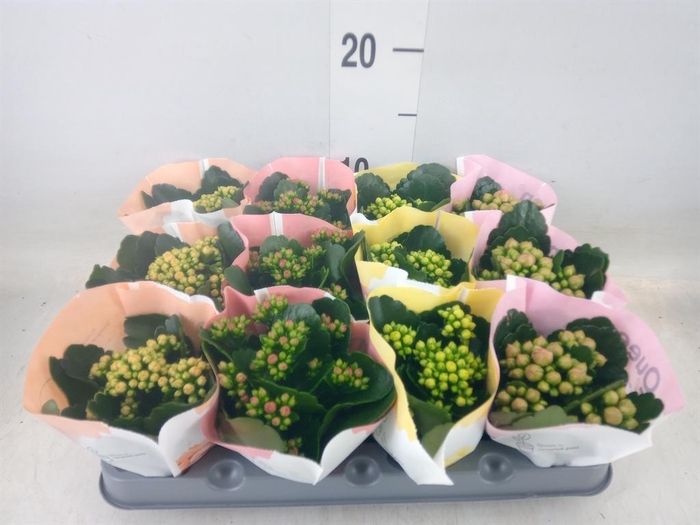 <h4>Kalanchoe blos.   ..rosebud mix  4</h4>