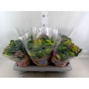 Hydrangea mac. 'Ningbo'