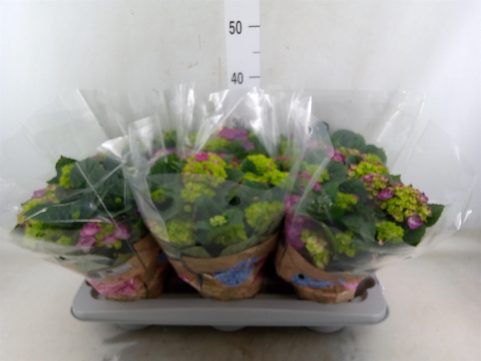 <h4>Hydrangea mac. 'Ningbo'</h4>