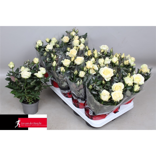 <h4>Rosa Kordana Grande Pearl Glitter (Kerst)</h4>