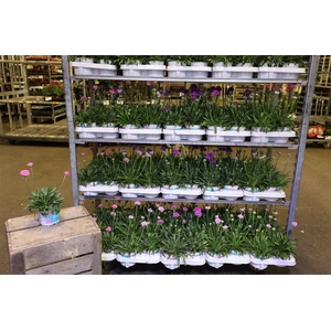 Arme Ps Dr Mixk 1 Kleur Per Tray