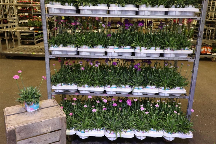 <h4>Arme Ps Dr Mixk 1 Kleur Per Tray</h4>