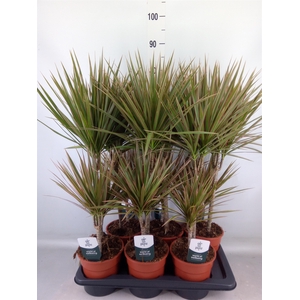 Dracaena marg. 'Bicolor'