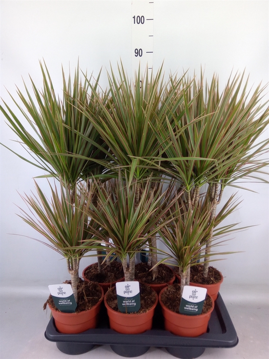 <h4>Dracaena marg. 'Bicolor'</h4>