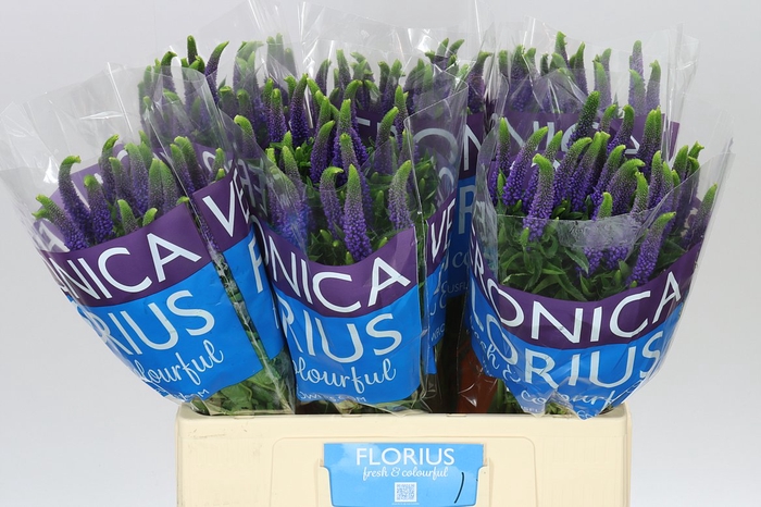 <h4>Veronica Diana X 25</h4>