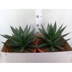 Agave  'Shaka Zulu'
