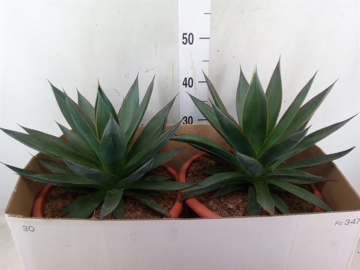 <h4>Agave  'Shaka Zulu'</h4>