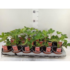 Fragaria ananassa 'Elsanta'