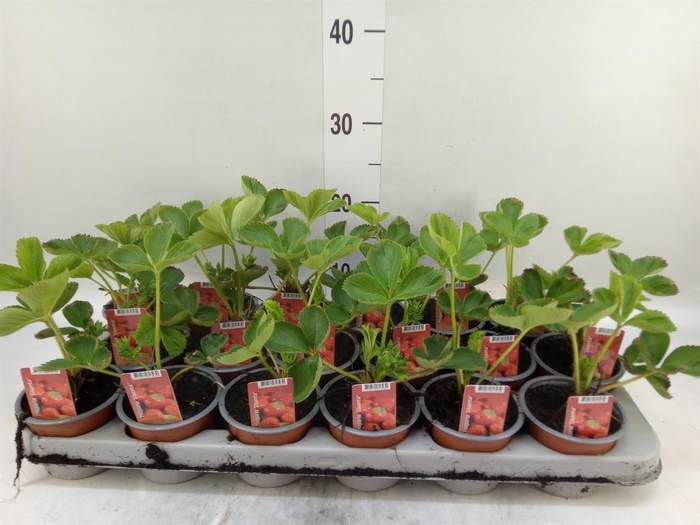 <h4>Fragaria ananassa 'Elsanta'</h4>