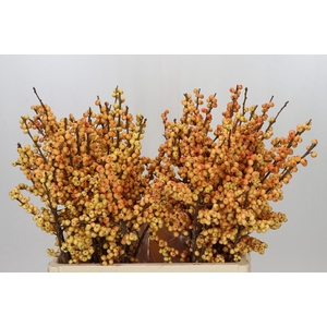 Ilex Julia