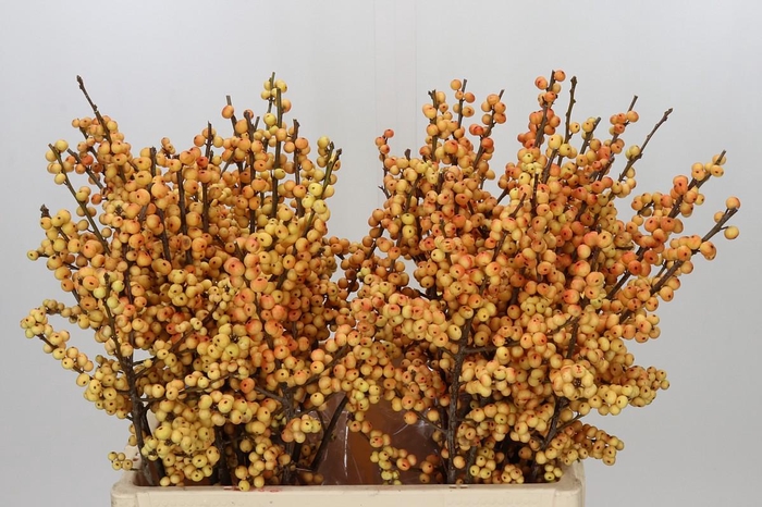 <h4>Ilex Julia</h4>