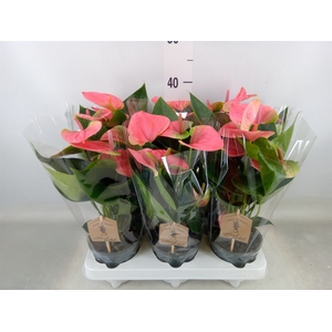Anthurium andr. 'Sweet Dream'