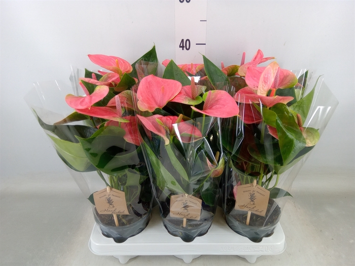 <h4>Anthurium andr. 'Sweet Dream'</h4>