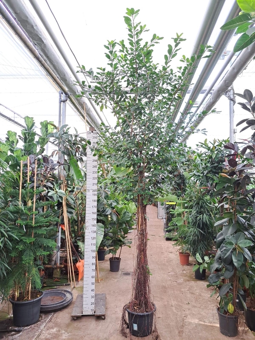 <h4>Ficus Natalensis Lynn multistam met luchtwortels</h4>