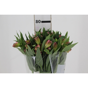 ALSTROEMERIA LIVORNO 080 CM